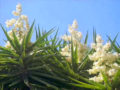 Flor de izote, flor nacional de El Salvador