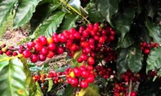 ¿Dónde se cultiva café en El Salvador?