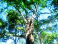 El Bálsamo, el otro árbol nacional de El Salvador