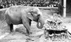 Historia de la elefanta Manyula